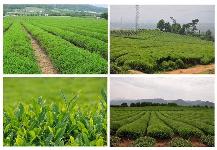 Green Tea made in China